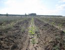 Федбюджет добавит Воронежской области полмиллиарда на спасение леса