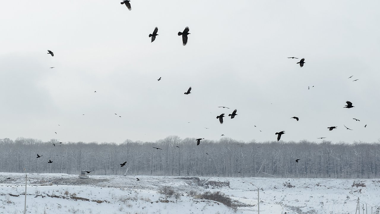 Главная картинка новости: ООО «Каскад» продает вторую очередь полигона ТБО под Воронежем за 384 млн рублей