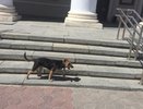 В Воронеже управы потратят 8 млн рублей на отлов бездомных животных 