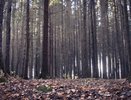 Правоохранители и Минприроды РФ проверят Воронежский заповедник 