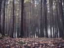 В Воронежском заповеднике нашли растрату восьмилетней давности