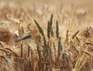 Россельхозбанк прокредитовал воронежских аграриев на 5 млрд рублей
