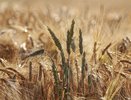 Воронежским аграриям добавят 1,2 млрд рублей из федбюджета