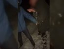 Отрезанный «наркодилеру» палец стоил воронежским «охотникам за головами» суровых тюремных сроков