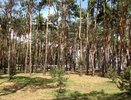 Установление границ зеленого пояса вокруг Воронежа обойдется бюджету области в 3,7 млн рублей
