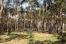 Миниатюра новости: Установление границ зеленого пояса вокруг Воронежа обойдется бюджету области в 3,7 млн рублей