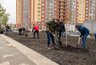 Миниатюра новости: В Воронеже ДСК высадит 300 саженцев 