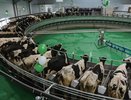 «Эконива» начала год с запуска четырех молочных комплексов в Воронежской области 