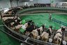 Миниатюра новости: В Воронежской области произвели рекордное количество молока  