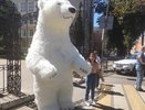 В Воронеже власти отказывают в публичной агитации перед выборами-2020