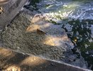 Росприроднадзор разберется в появлении пены на воронежском водохранилище 