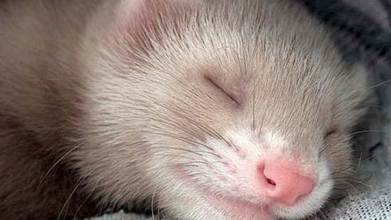 Главная картинка новости: В Воронеже выберут самого любвеобильного и красивого хорька