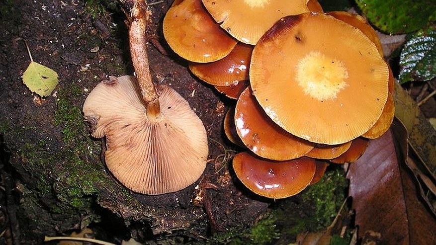 Главная картинка новости: Воронежская прокуратура: учительница не имела права кормить школьниц грибами