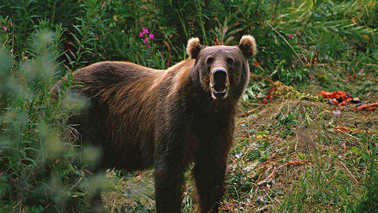 Главная картинка новости: Из Смоленской области суд выслал бурого медведя в Воронежский зоосад
