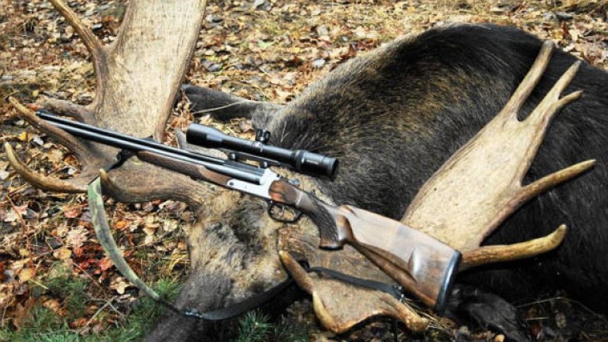 Главная картинка новости: В Воронежской области незаконно отстреливают парнокопытных