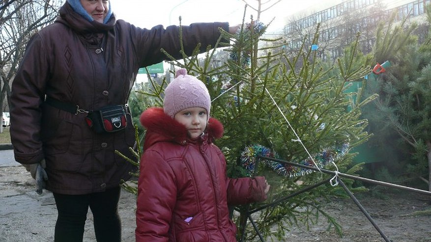 Главная картинка новости: В Воронеже елочные базары сбавляют темпы продаж