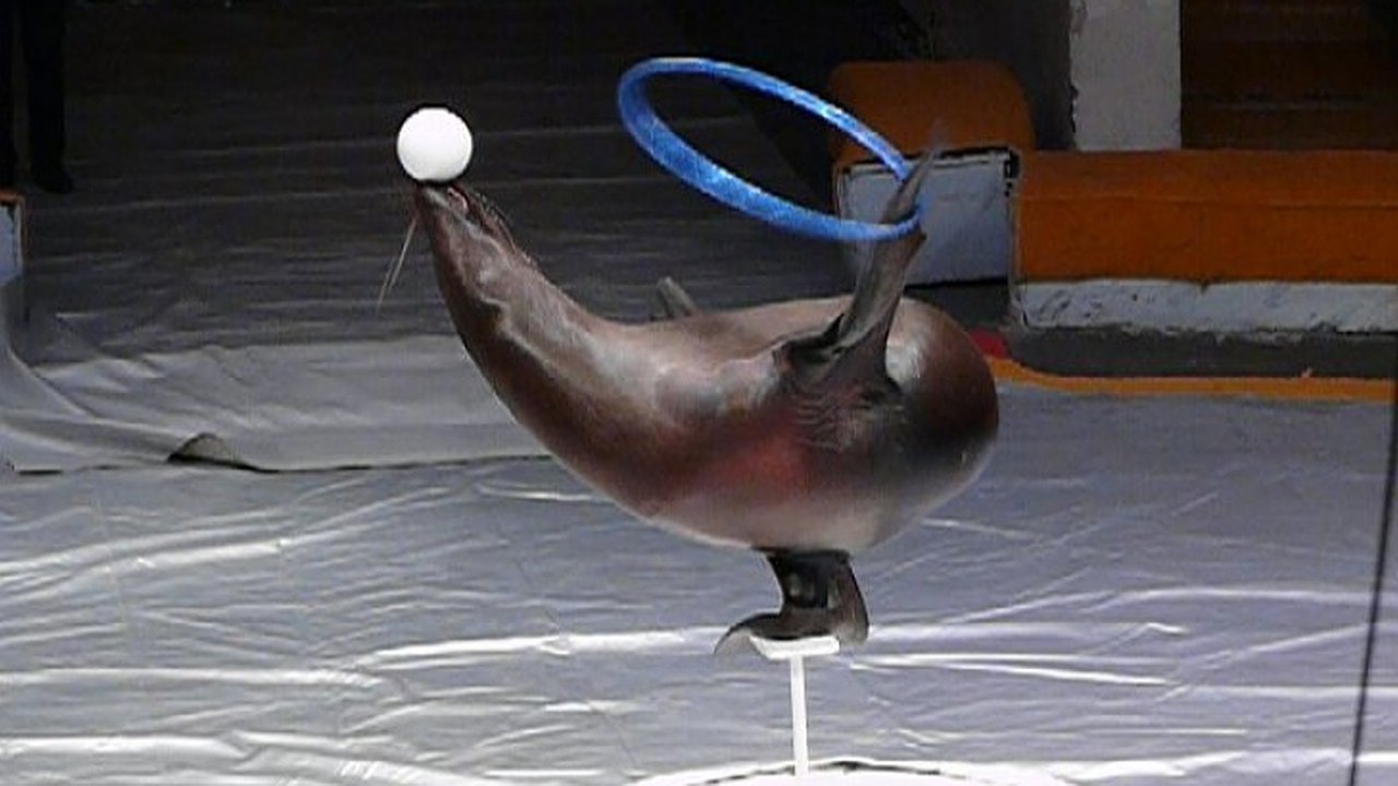 Главная картинка новости: Морской лев в Воронеже делает трюк для Книги рекордов Гиннеса