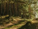 Леса Воронежской области запретили посещать до середины августа