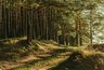 Миниатюра новости: Леса Воронежской области запретили посещать до середины августа