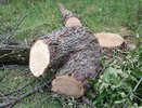 Вырубка 60 тополей может обойтись воронежцу в семь лет тюрьмы