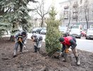 В воронежском сквере имени Куцыгина высадили молодые голубые ели