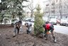 Миниатюра новости: В воронежском сквере имени Куцыгина высадили молодые голубые ели