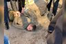 Миниатюра новости: Расстрелявшего сослуживцев в Воронеже срочника отправили в психбольницу 