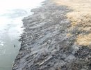 Донные отложения из воронежской реки Икорец обнаружили в прибрежной защитной полосе