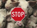 АЧС испытывает воронежских производителей свинины на прочность  