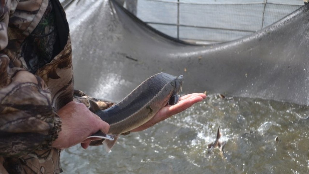 Главная картинка новости: Передел воронежских рыбных угодий: первый блин комом