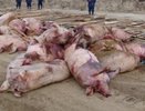 В Липецой области продолжается незапланированный забой свиней