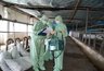 Миниатюра новости: Воронежского фермера подозревают в распространении АЧС под Архангельском 