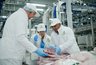 Миниатюра новости: Воронежская «АГРОЭКО» прорабатывает возможность экспортных поставок свинины на индийский рынок 