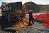 Миниатюра новости: Уничтожайте апельсины бочками
