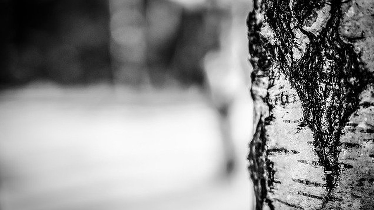 Главная картинка новости: В Воронеже могут вырубить аллею неподалеку от скандальной дороги на Богатырской