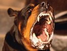 Бешенство животных распространяется по Воронежской области 