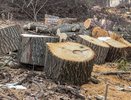 В Воронежской области браконьеры вырубили дубы на 25 млн рублей