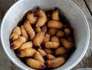 Ульяновский поставщик питания накормил воронежских школьников гречкой с насекомыми
