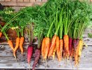 Без пестицидов и ГМО. Когда воронежцам ждать органическую продукцию 