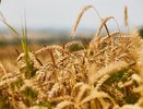 Несмотря на Covid-19. Воронежские аграрии ожидают урожай в 5 млн тонн зерна