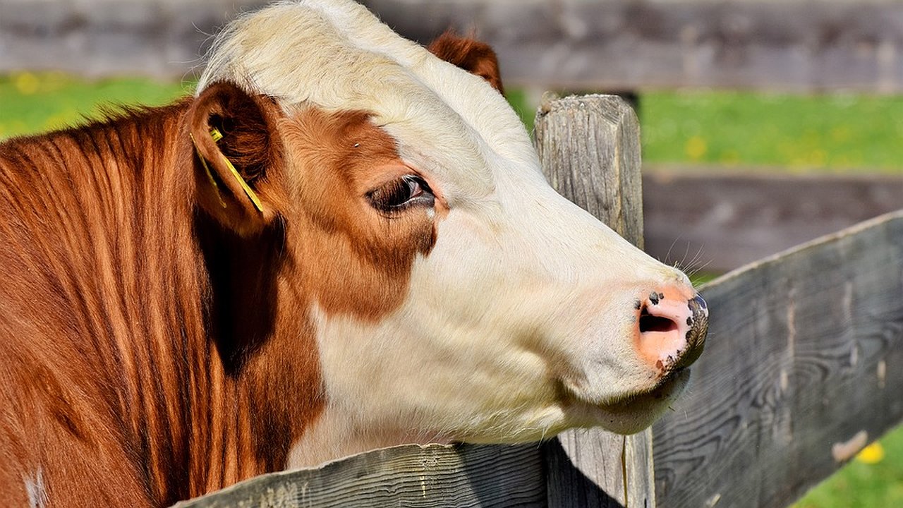 Главная картинка новости: Воронежская область получит 837 млн рублей на аграрные инвестпроекты