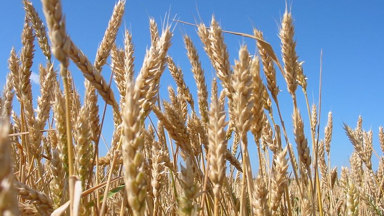 Главная картинка новости: Воронежскому бюджету правительство выделило более полумиллиарда рублей