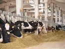 Молочное производство АГРОЭКО в плюсе