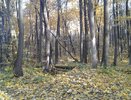 Воронежские активисты попросят президента вступиться за Нагорную дубраву