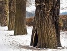 На территории Воронежского природного заказника нарубили деревьев на 15 млн рублей