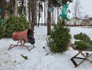 В Воронеже стартовали рейды по несанкционированным елочным базарам 