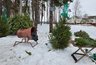 Миниатюра новости: В Воронеже стартовали рейды по несанкционированным елочным базарам 