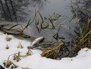 Суд поставил точку в споре воронежского минприроды и Росприроднадзора