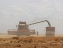 Воронежская область за полгода экспортировала сельхозтовары на 302 млн долларов
