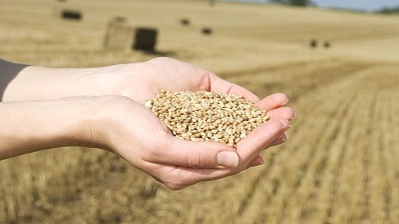 Главная картинка новости: Воронежская область экспортировала свыше 3 тыс. тонн зерна  